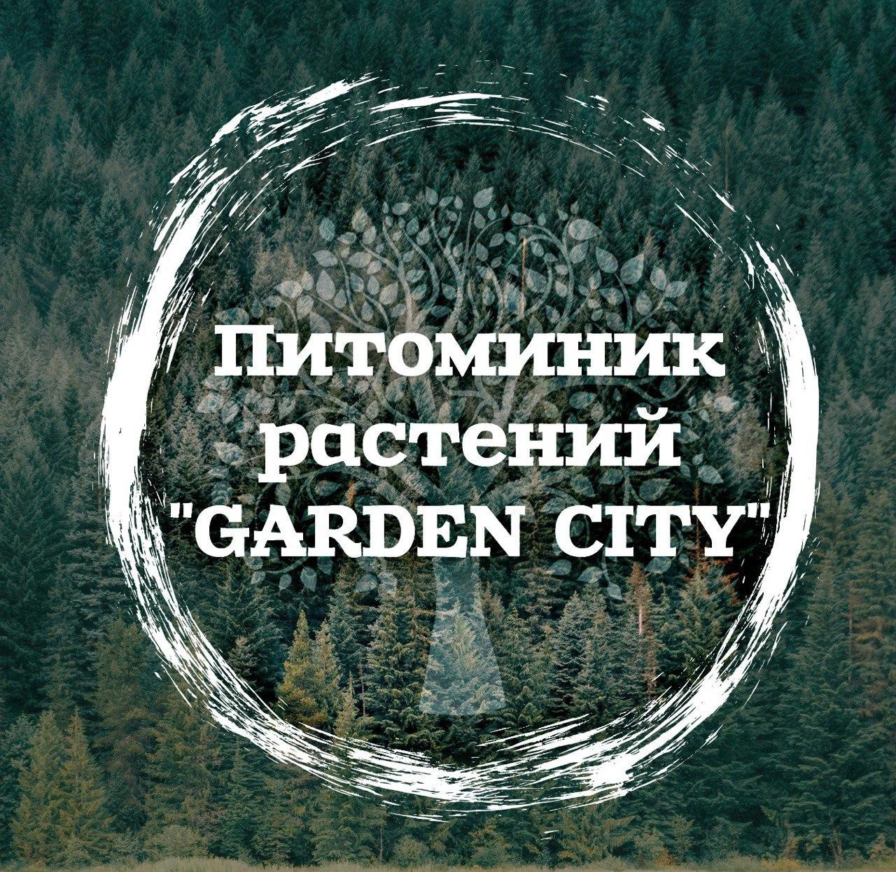 ip shevtsov
